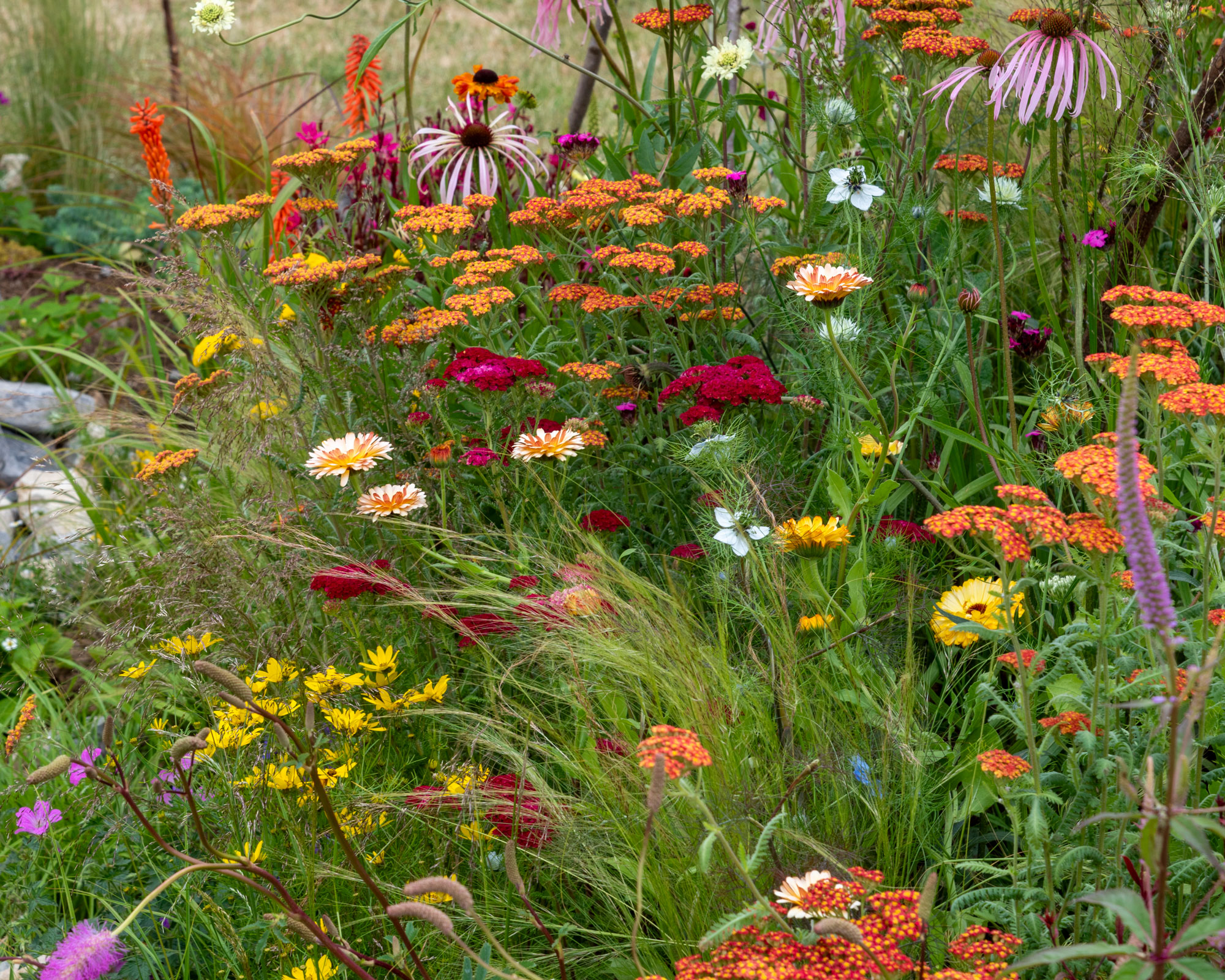 flowerbed design with a hot orange and yellow color theme featuring achillea, coneflowers, marigold and red hot pokers