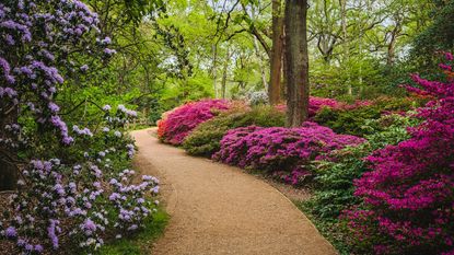 Pink and purple azalea blooms in a woodland garden