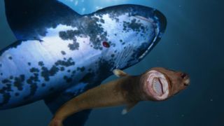 A cookiecutter shark swims beneath a bluntnose sixgill shark with a bite mark on it. 