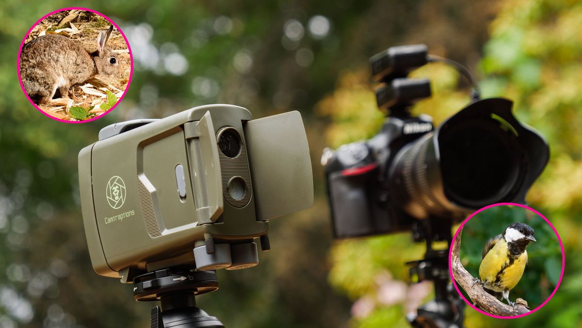 I tried a world renowned photographer’s award-winning camera traps — and captured my best garden wildlife photos yet