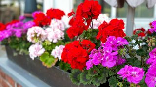 ulti-coloured geraniums planted in a windowbox