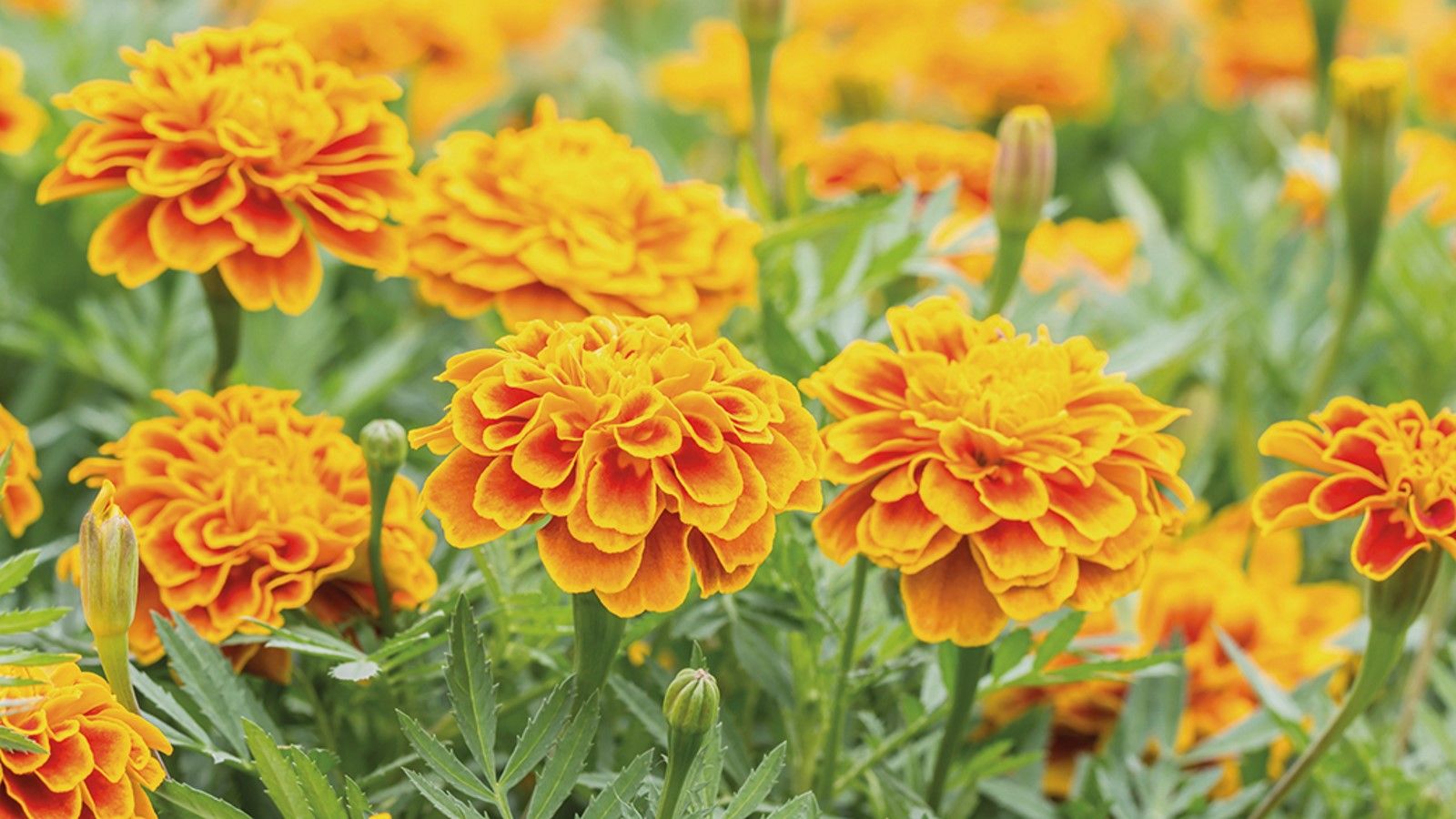Do marigolds keep bugs away? Expert tips for repelling pests