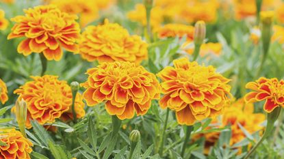French marigolds in flower