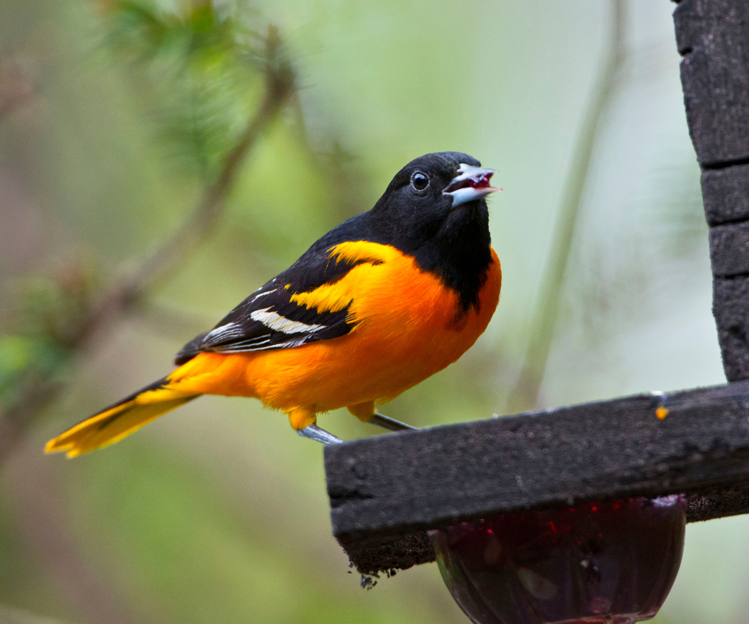 The state birds of the USA