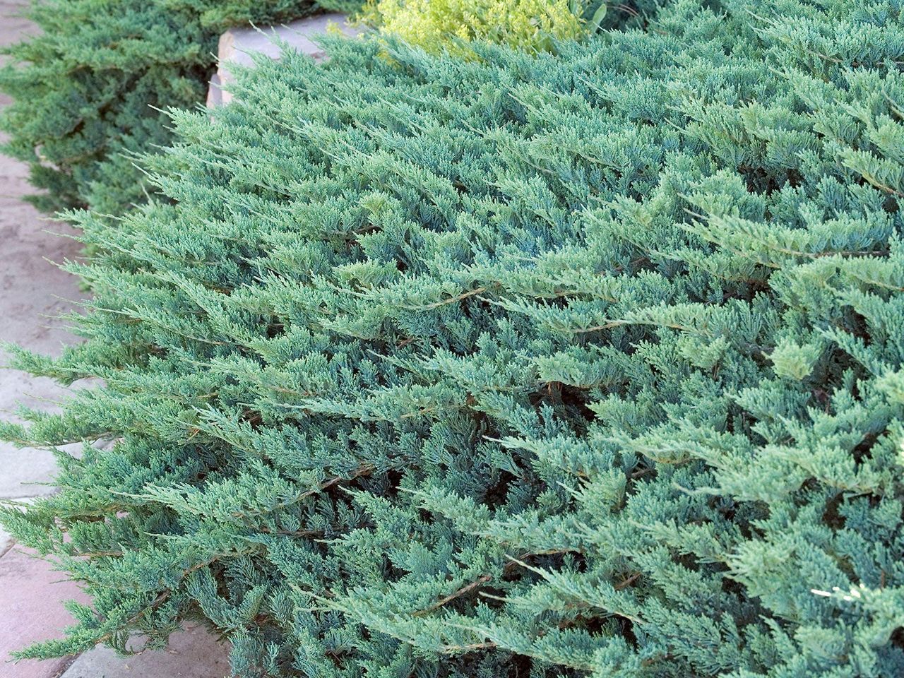 juniper ground cover variety blue chip growing along edge of garden path