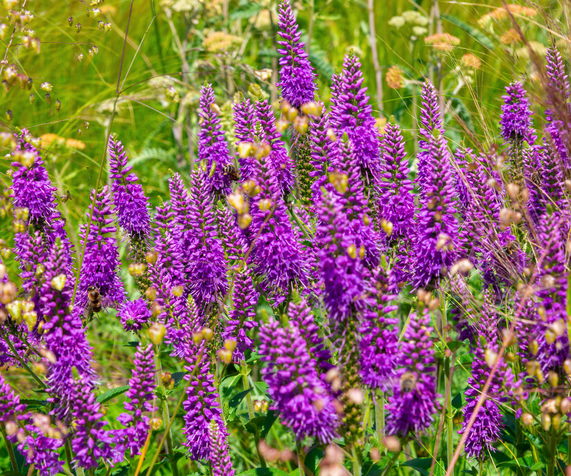 spiked speedwell plants with bright purple flowers