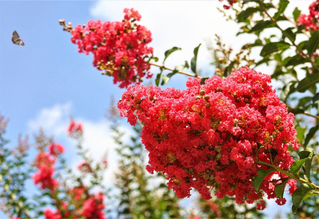 Red Crepe Myrtle Tree