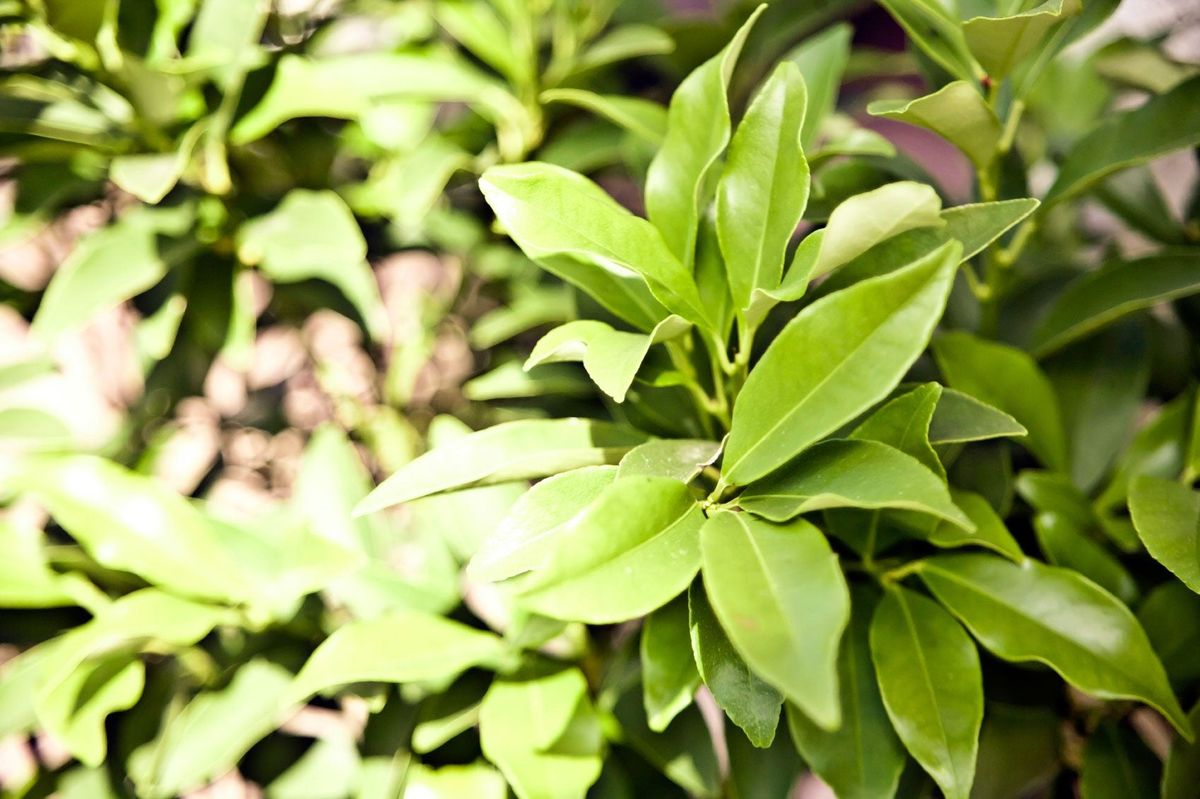 Lemon Tree Fruiting Tips To Encourage Fruit On Lemon Trees