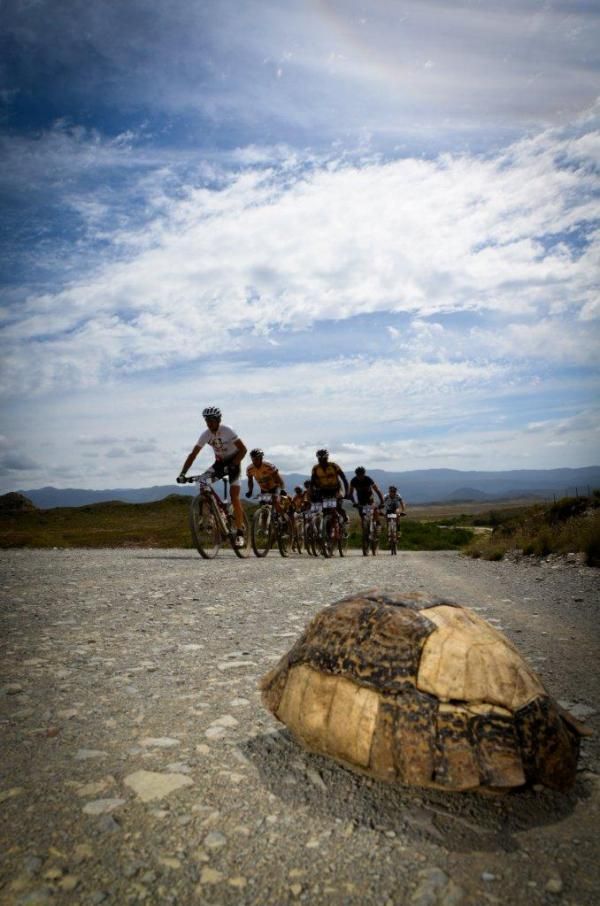 Tortoise shell en route