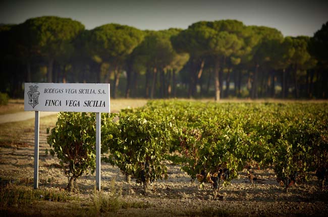 Vega Sicilia Valbuena Vertical