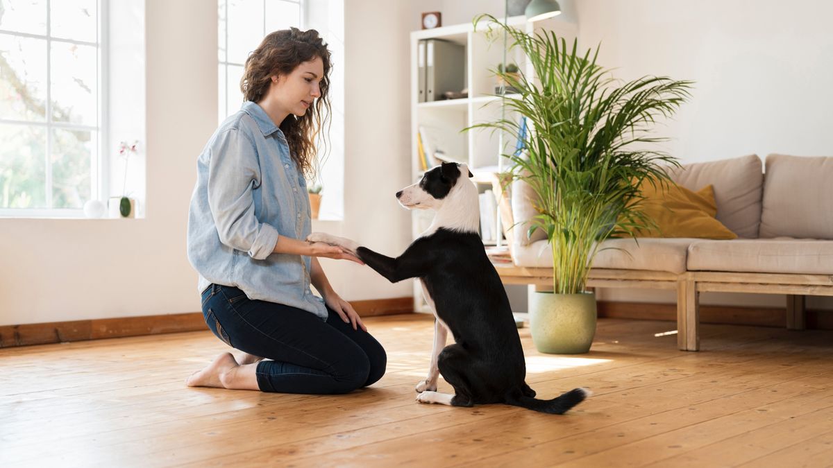 Woman training dog inside