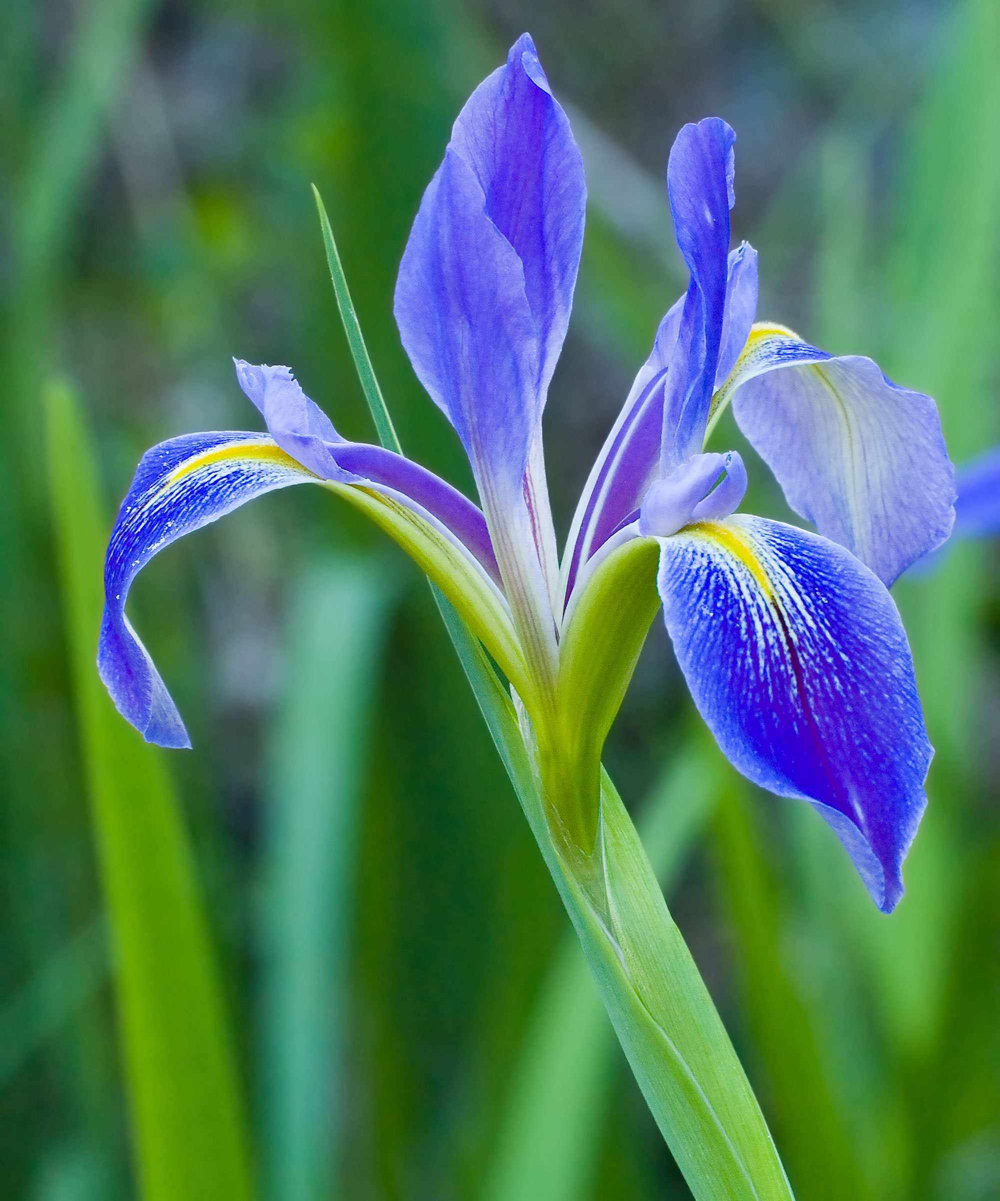 blue flag iris showing large flower head