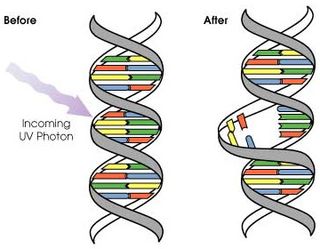 Ultraviolet radiation can damage DNA molecules, causing "rungs" in its ladder-like internal structure to improperly bond with each other.