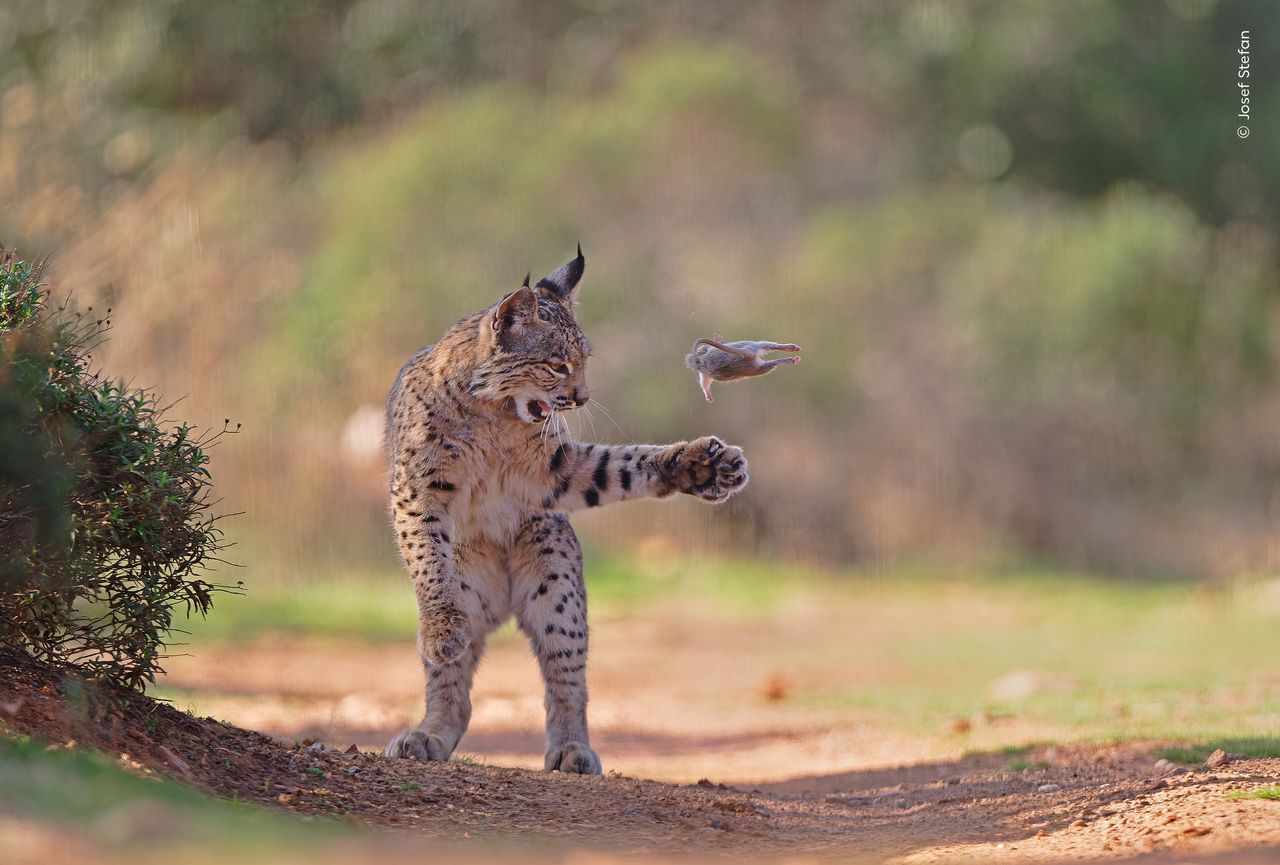 A young lynx plays with a rodent.
