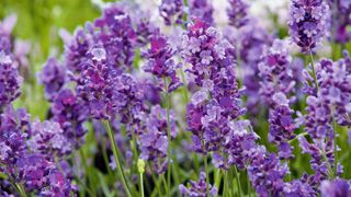 How to prune lavender – Purple Treasure