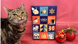 Nala standing next to the Lily's Kitchen Advent Calendar on a red mesh material and ball balls, one of the best advent calendars for cats