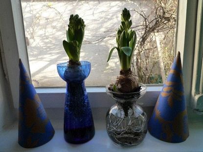 Indoor Potted Hyacinth Bulb
