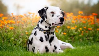 a Dalmation lies in the grass among orange flowers and looks past the camera