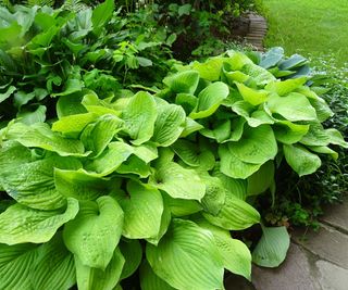 hosta mixed cultivars in front yard border