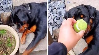 Rottweiler grieving over his tennis ball