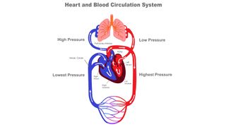 Human circulatory system and Blood circulation vector