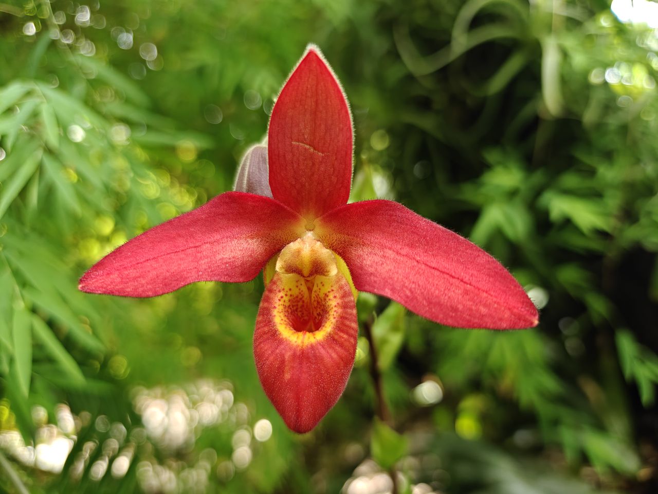 Orchids and flowers from the New York Botanical Garden
