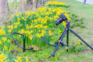 Plamps in use to support the daffodil and to hold the reflector