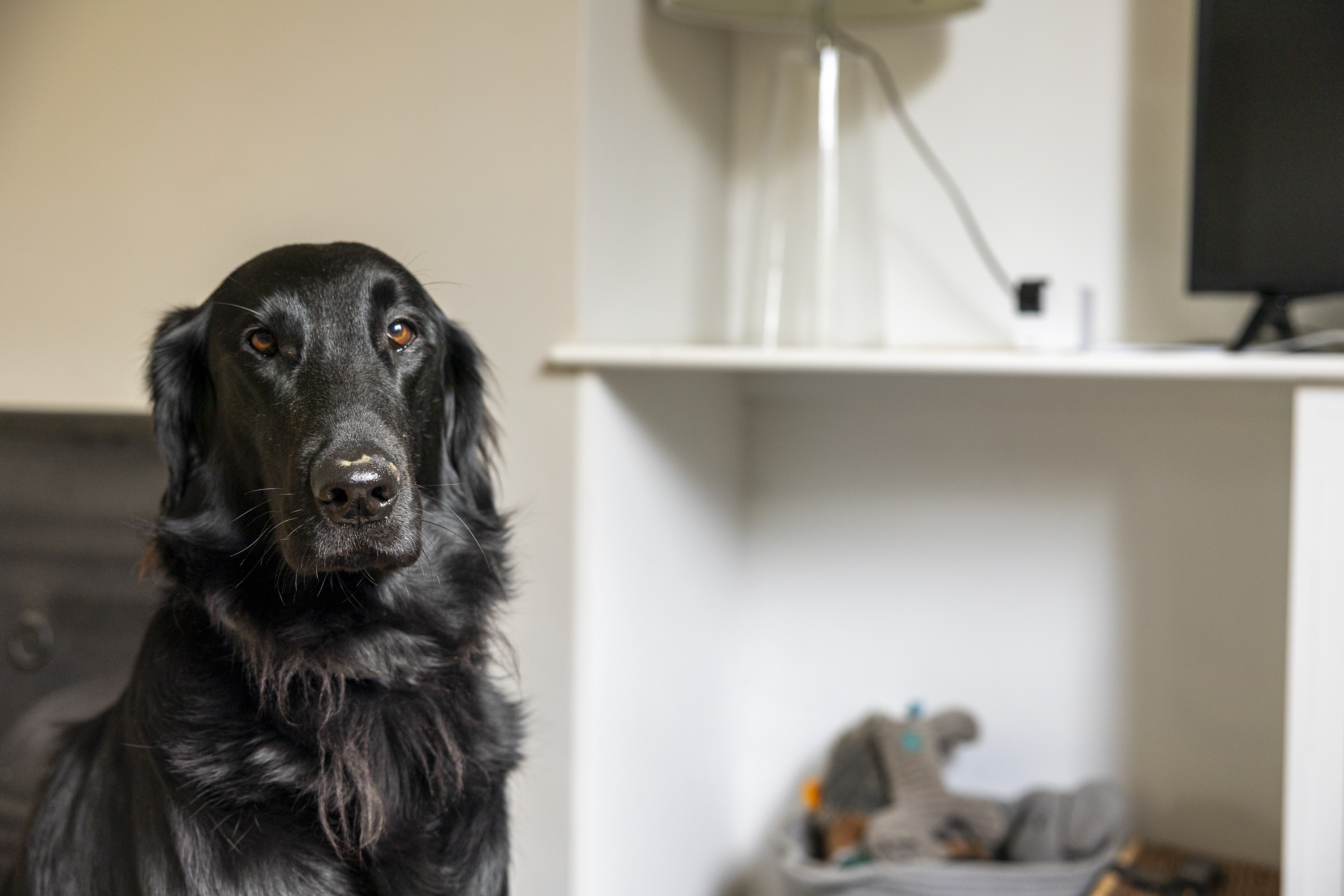 The Petcube Cam 360 in a white living room