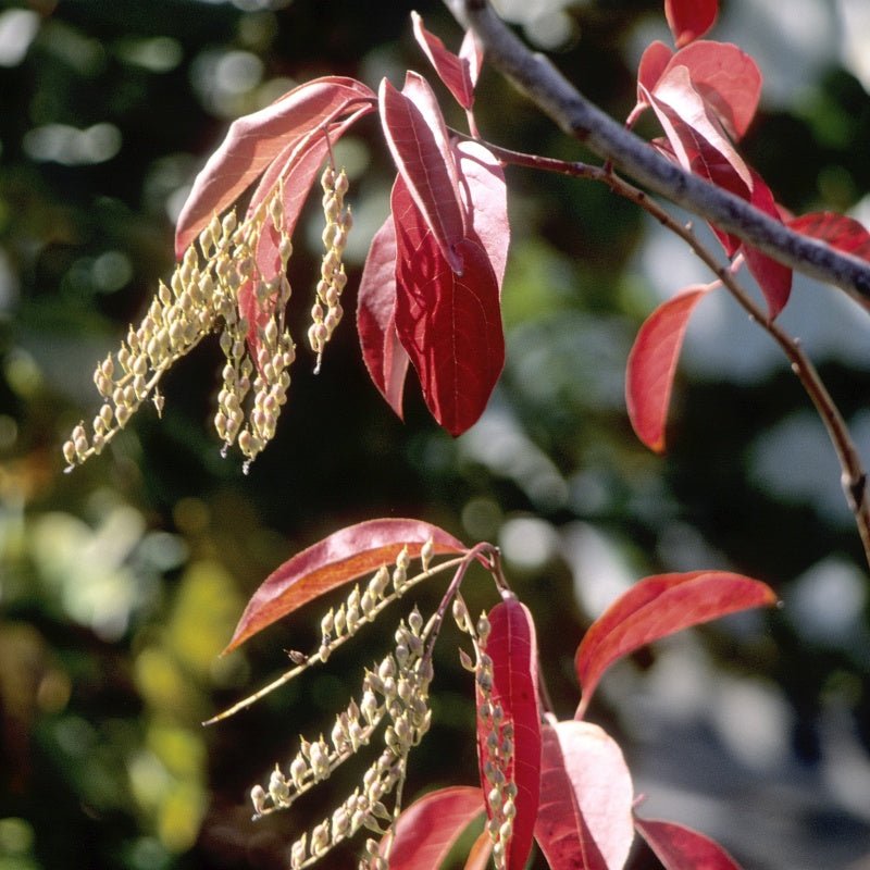 Sourwood Tree