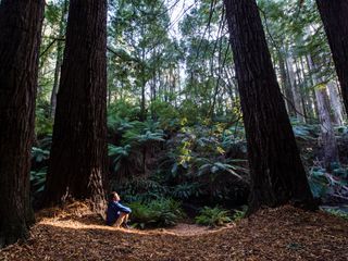 A man sits at the foot of three redwood trees