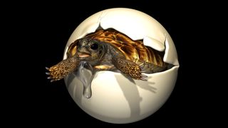 An illustration of the turtle (Yuchelys nanyangensis) hatching from its tennis ball-size egg. 