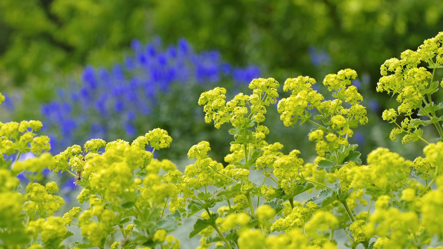 Alchemiila mollis in planting foreground