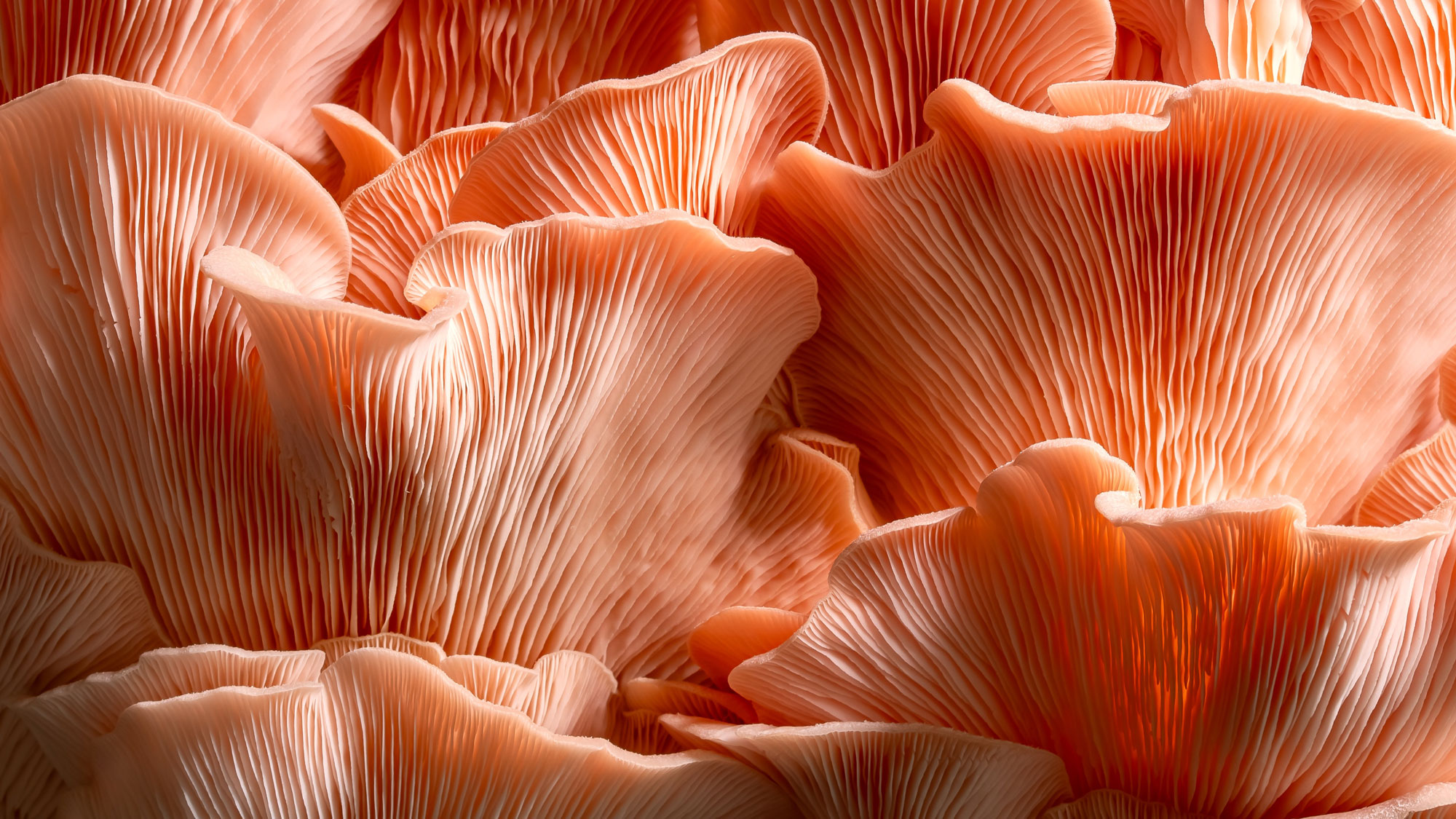 homegrown pink oyster mushrooms