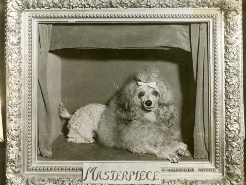 Vintage black-and-white photograph of Masterpiece, the famous toy poodle, lying inside an ornate framed display with a ribbon tied on top of his head.