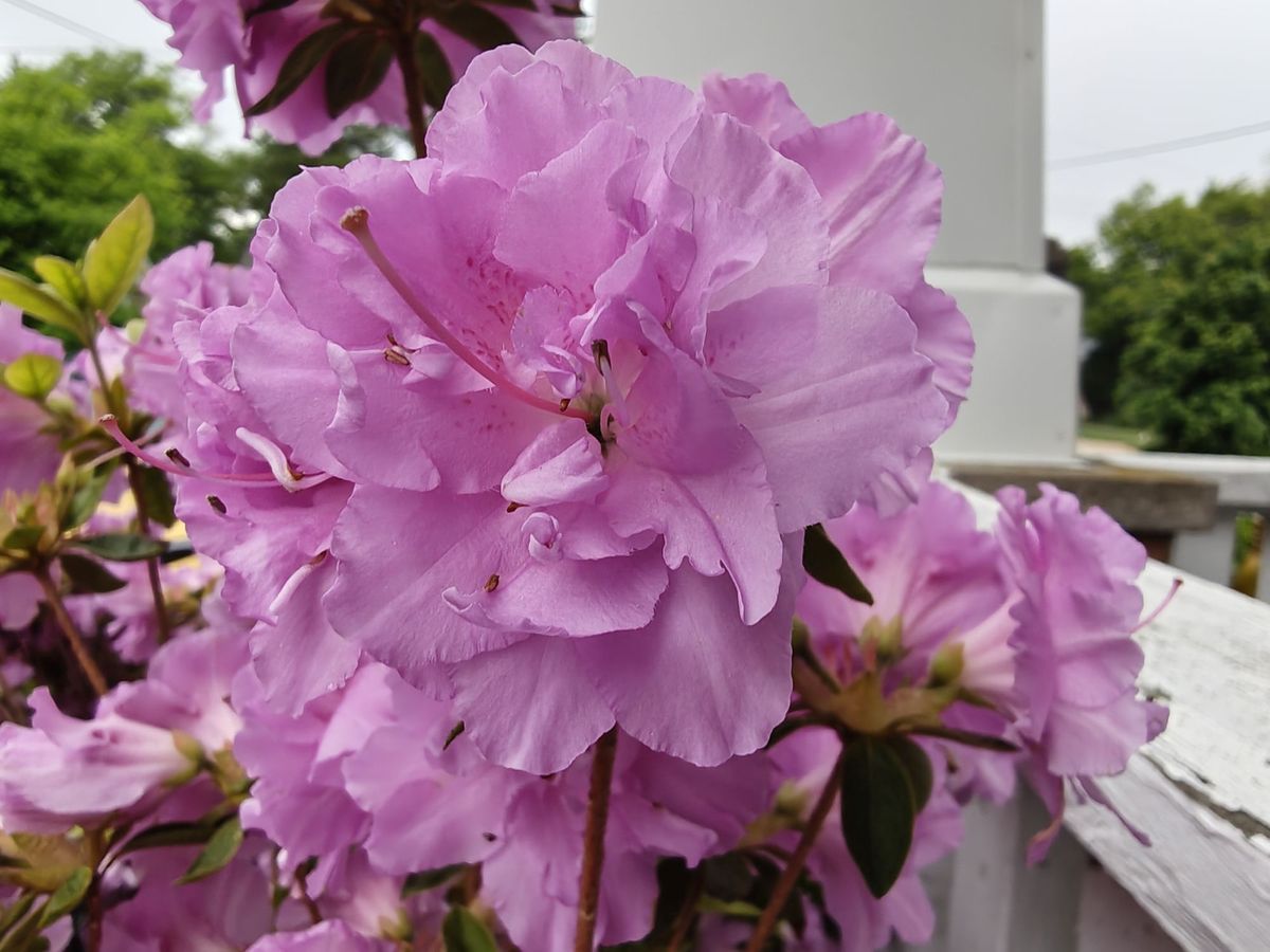 Motorola Razr Fold camera sample.
