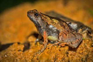 An adult male Microhyla laterite, a new frog species that was first spotted in laterite habitats in and around the coastal town of Manipal, India.