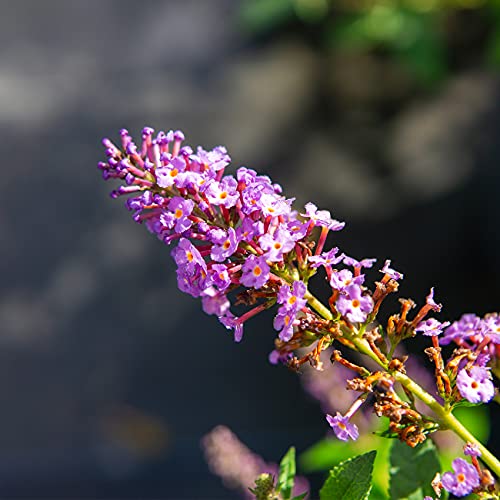 Perfect Plants Nanho Butterfly Shrub 1 Gallon | Live Bush for Outdoor Planting | Attracting Pollinators Like Butterflies, Bees, and Hummingbirds | Gorgeous Purple Flowers in Spring