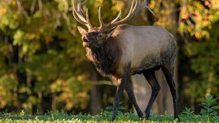 Bull elk bugling in the fall