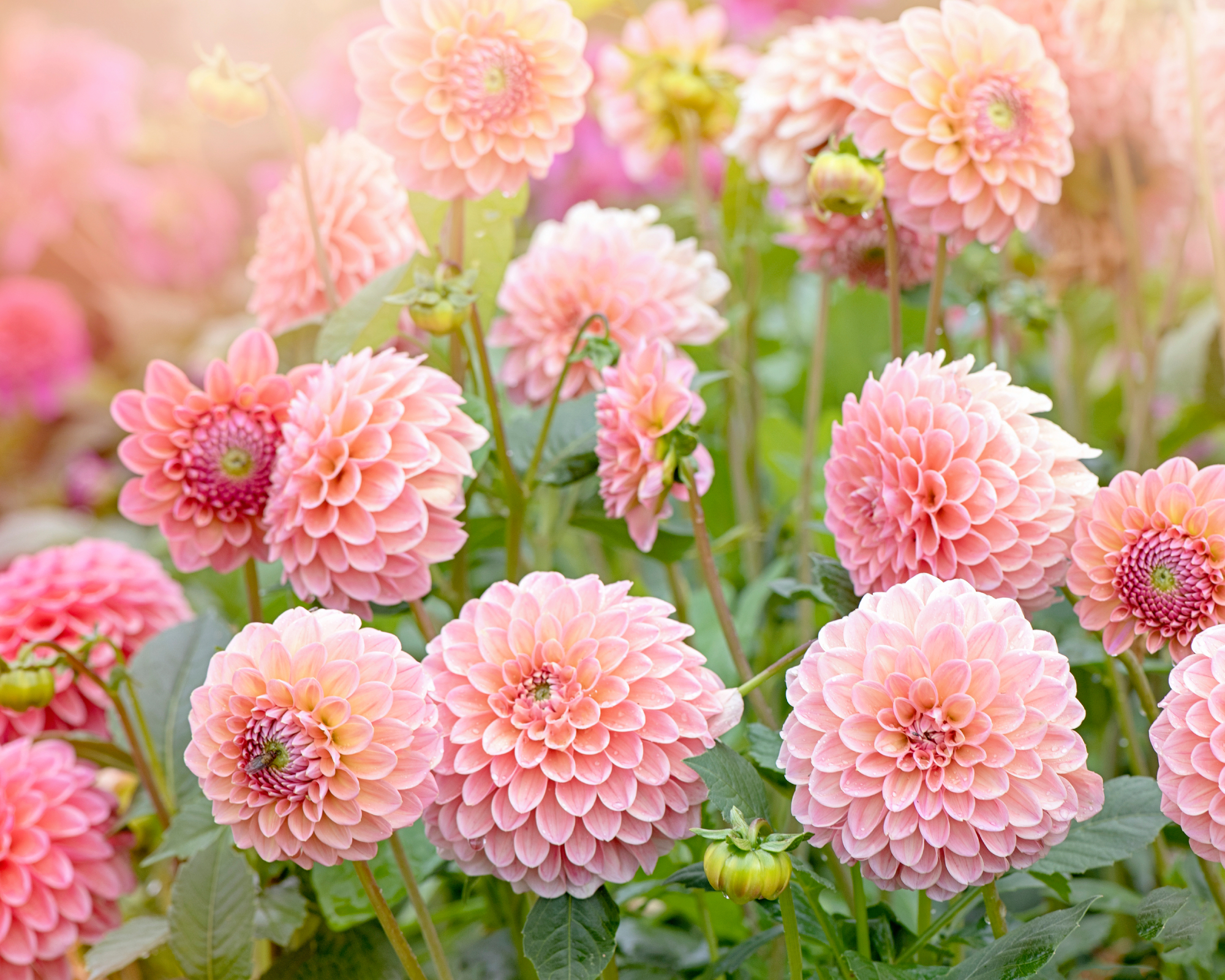 Peach-toned dahlia flowers growing in a sunny garden