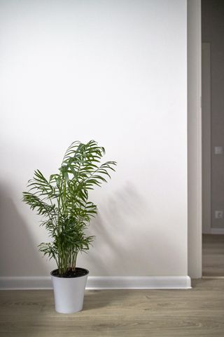 parlor palm in a pot by a living room wall