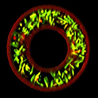 A ring of bacteria reveals the flexibility of a new 3D printing technique.