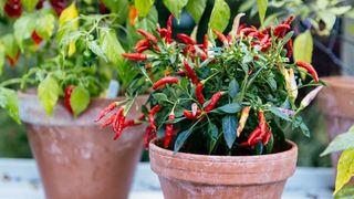 chillies growing in terracotta pots