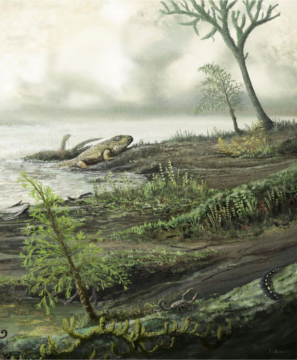 Early life as it is believed to have looked 335 million years ago.