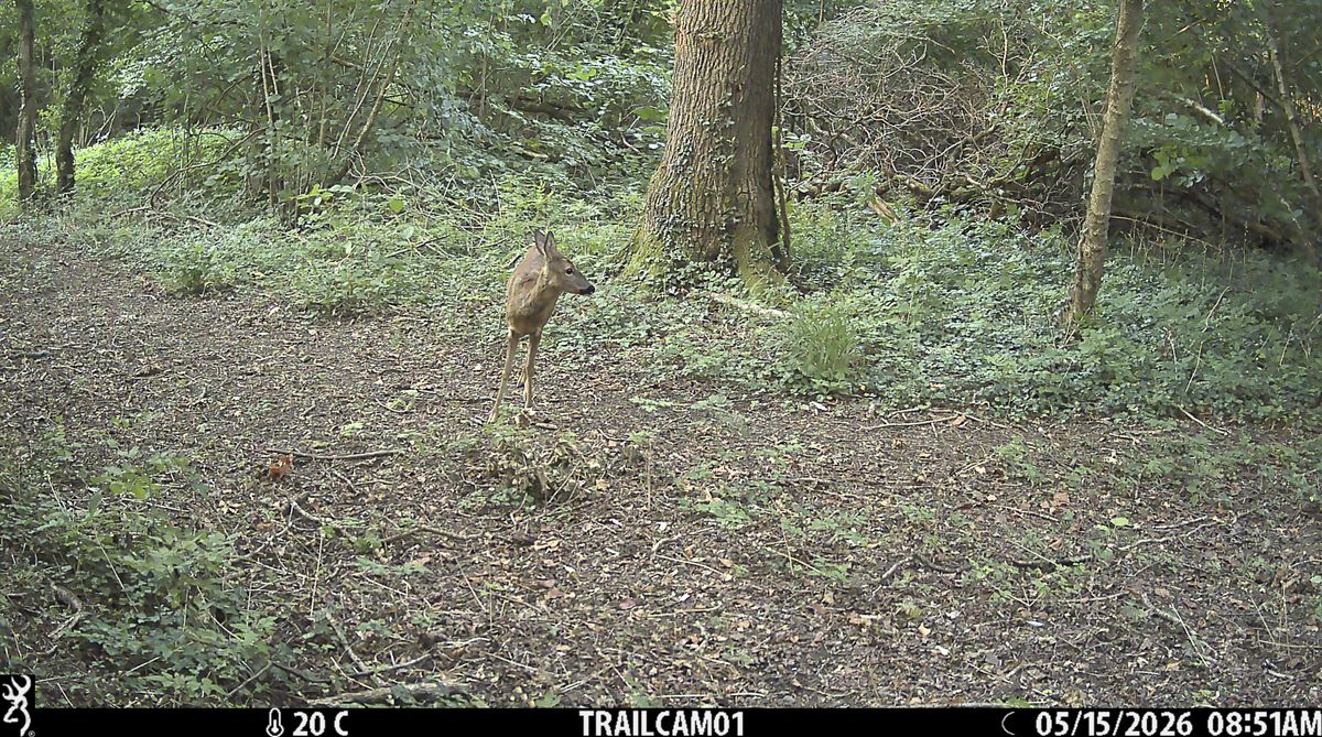 Sample image from the Browning Strike Force HD Pro trail camera