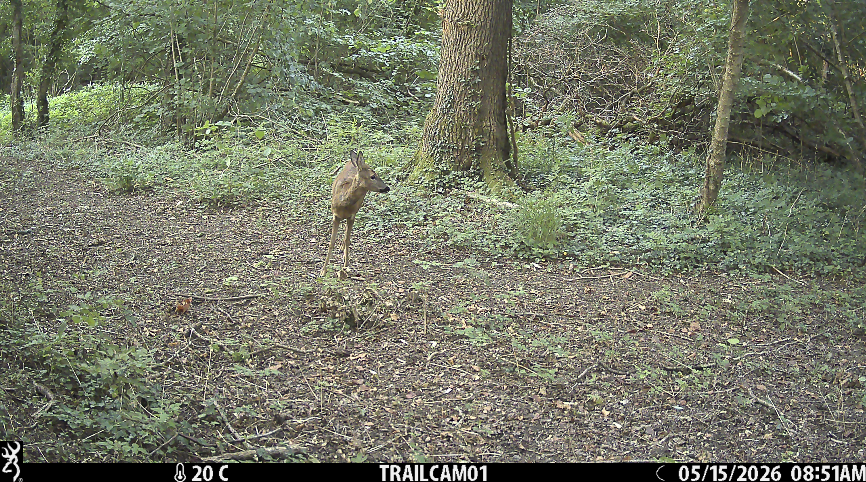 Sample image from the Browning Strike Force HD Pro trail camera