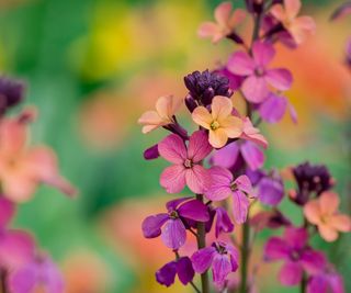 Wallflowers blooming in pink and orange