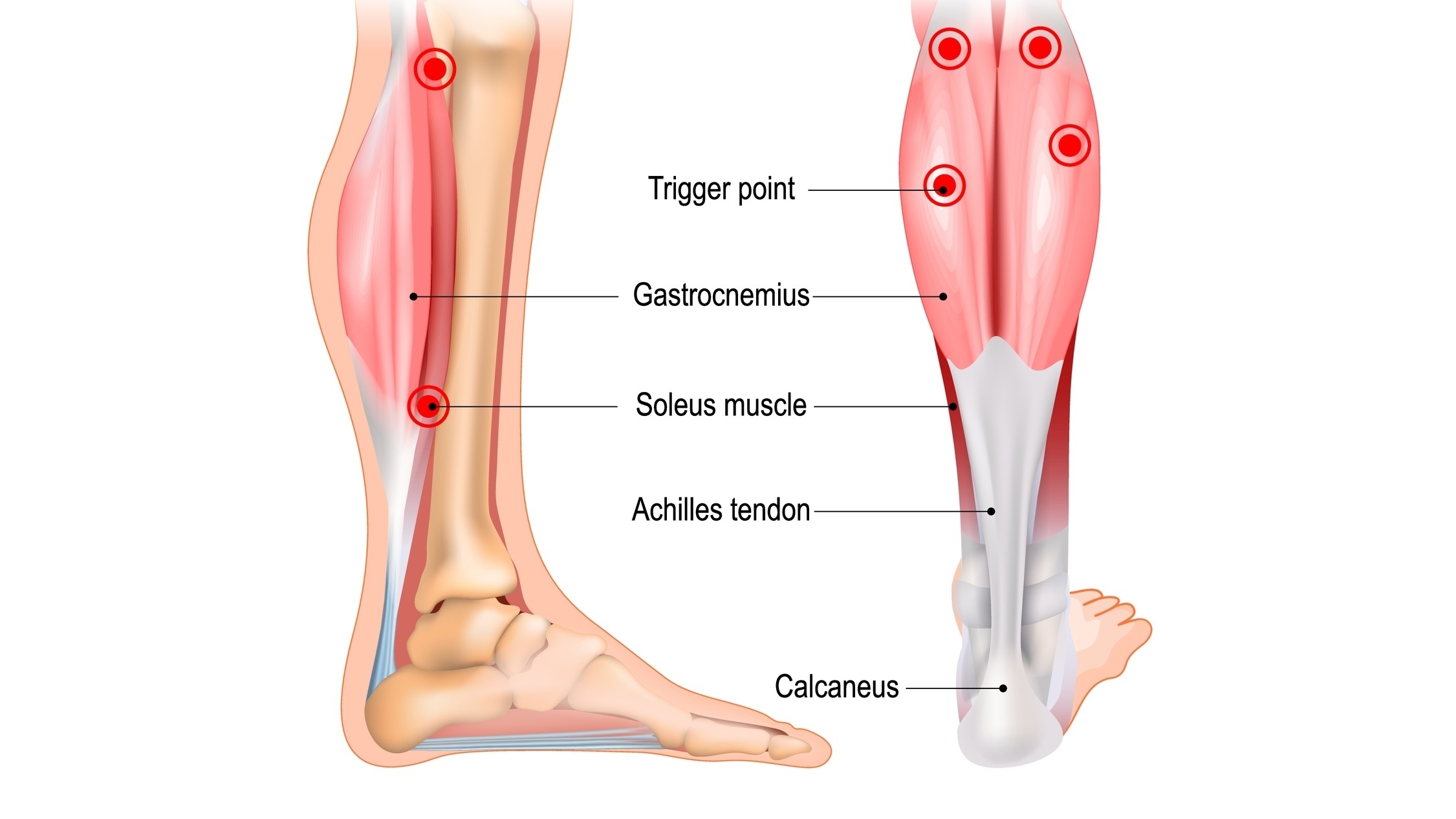 Anatomy of calf muscles