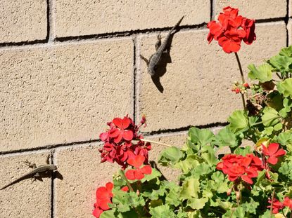 Lizards In Flower Garden