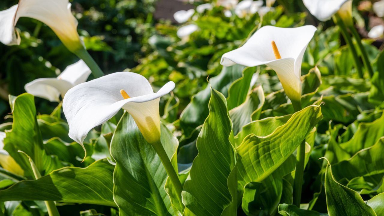 Do calla lilies multiply 