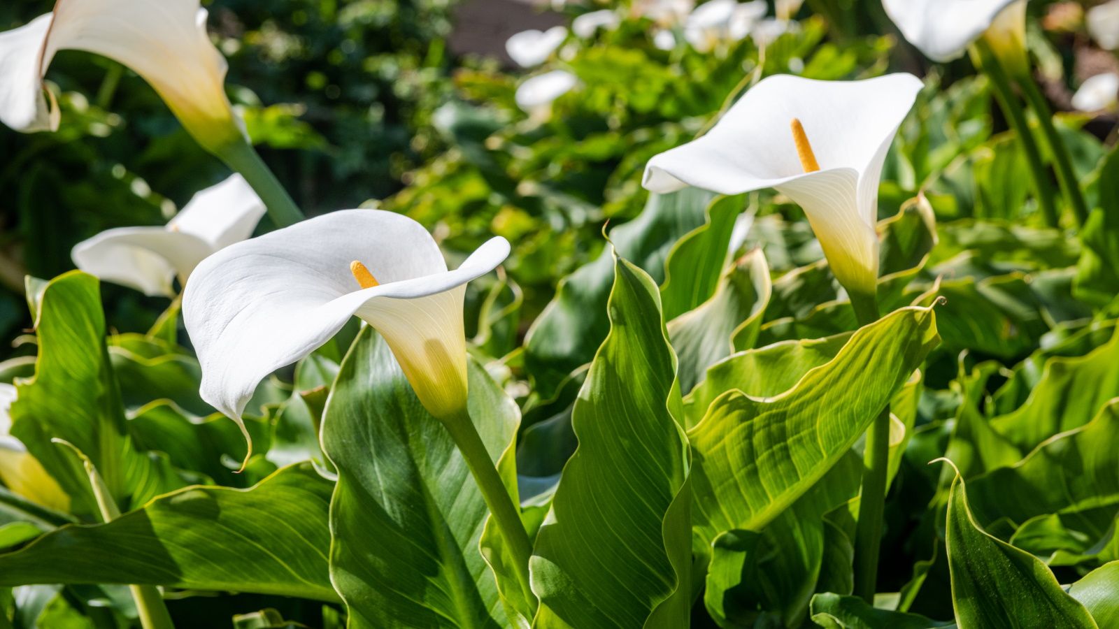 Do calla lilies multiply? Experts reveal all | Homes and Gardens